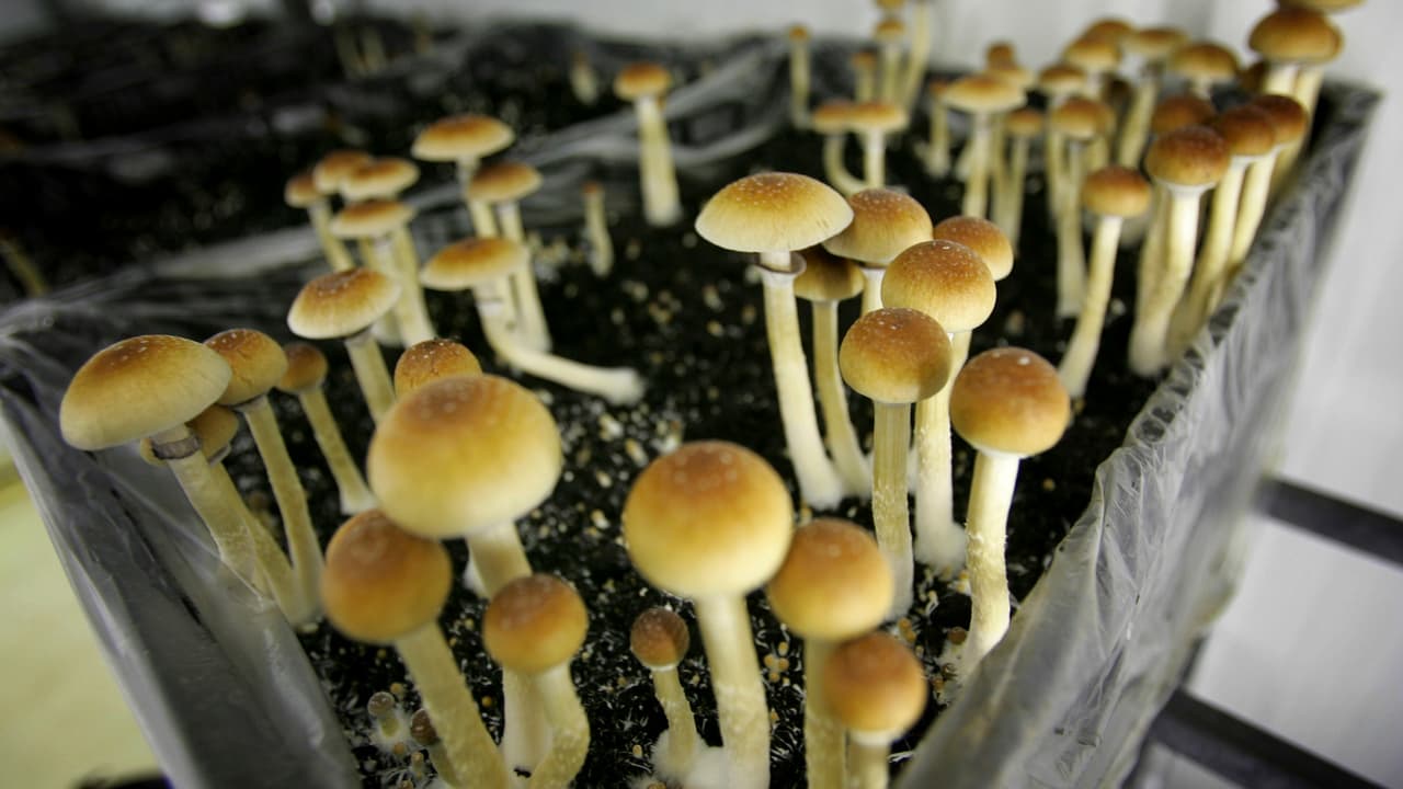 Hongos alucinógenos: su impacto en la salud mental y el avance hacia la legalización en California