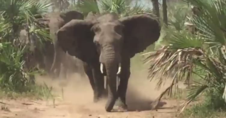 Elefantes persiguen a senador de Arizona en Mozambique