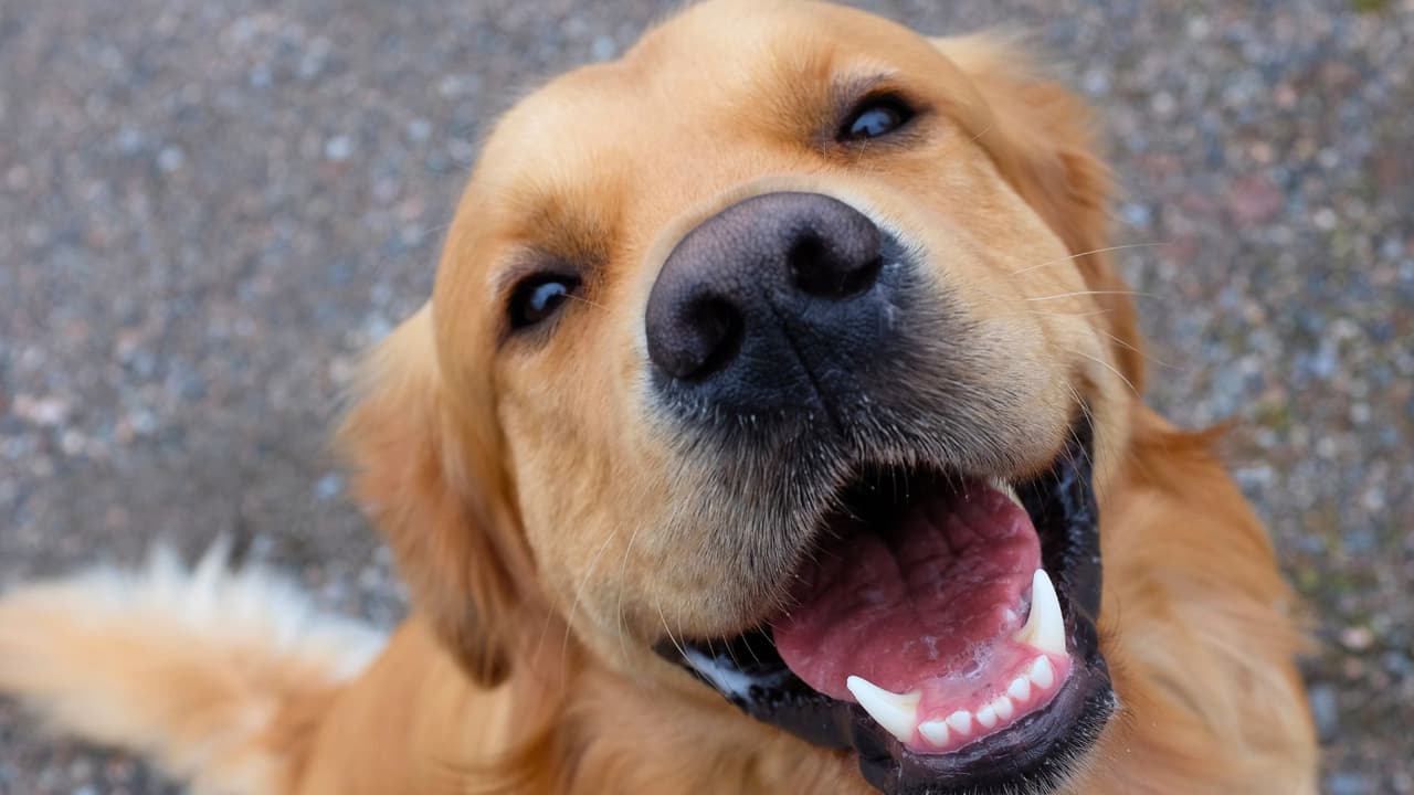 <h3 class="cms-H3-H3">5. Un chip puede ser la diferencia entre perder y encontrar </h3>
<br>
<b>Cada año, miles de mascotas se extravían en Texas.</b> La mejor herramienta para recuperarlas es el microchip. Pero no basta con tenerlo: 
<b>debe estar registrado con tus datos actuales.</b> El cierre reciente de una base de datos de chips en Texas dejó a muchas familias sin acceso a la información de contacto. 
<b>Recomendación: </b>Verifica que el microchip de tu mascota esté activo y registrado en una base confiable. 
<b>Revisa tus datos al menos una vez al año.</b>