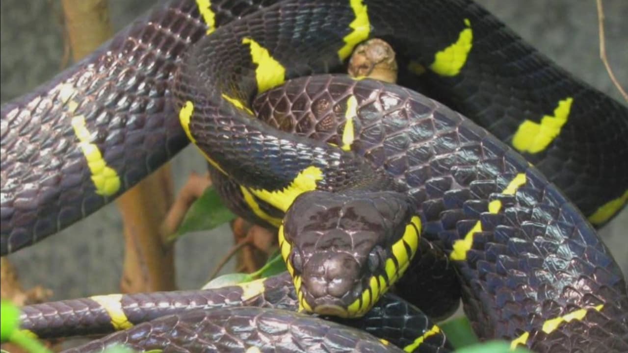 Serpiente venosa se escapa de exhibición en el zoológico de El Bronx, pero aseguran que no representa peligro para los visitantes