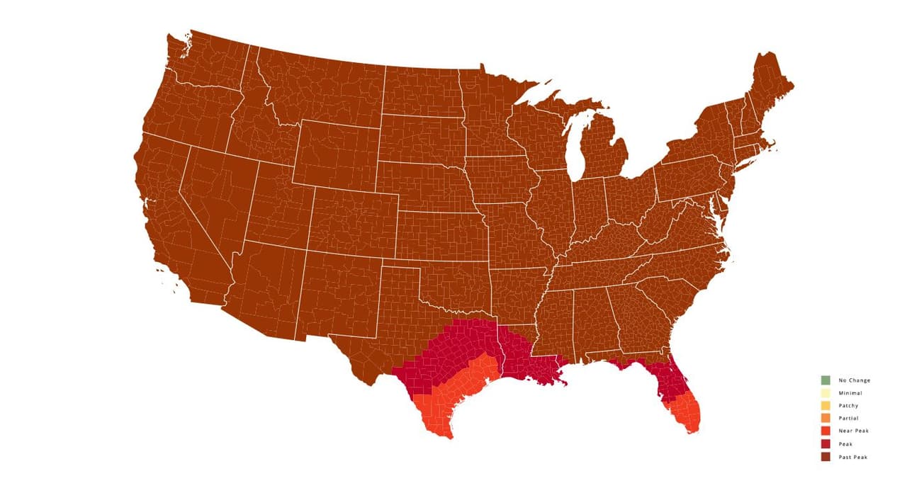 <b>Semana del 21 de noviembre</b>. Las hojas ya pasaron su pico de cambio de color en todo el estado.