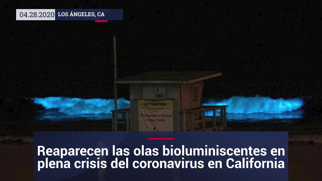 Regresan las olas bioluminiscentes al sur de California