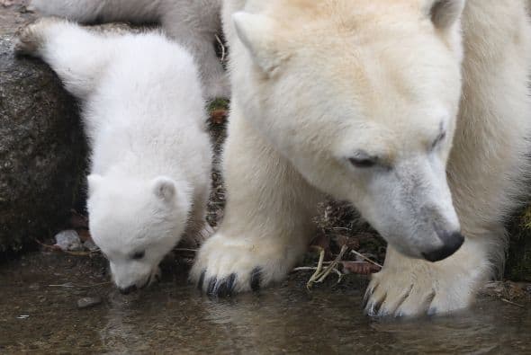 Y sus patas delanteras son aplanadas y tienen membranas entre los dedos para darle mejor tracción en el agua como remos.