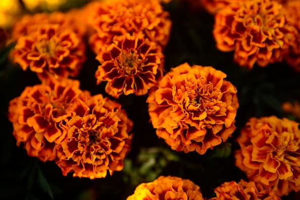 La flor de cempasúchil es sin duda uno de los elementos característicos de la celebración del 
<a href="https://www.univision.com/local/chicago-wgbo/fotos-estudiantes-y-padres-de-familia-en-escuelas-de-cicero-pintan-sus-catrinas-fotos">Día de Muertos en México</a>. Su especial color anaranjado y su aroma son parte esencial de los altares que las personas colocan para recordar a sus seres queridos que ya han fallecido. 
<br>