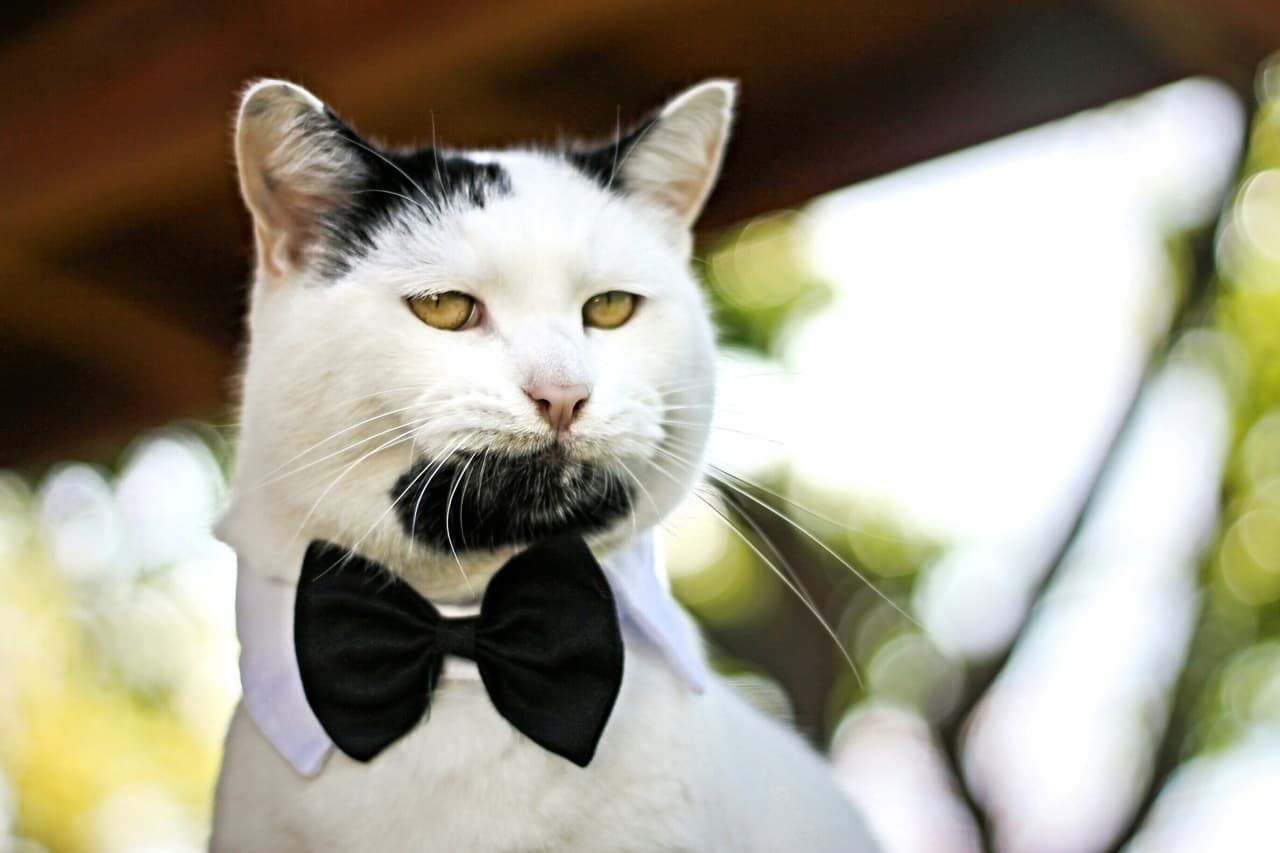 Gary es un minino con muchísimo estilo.