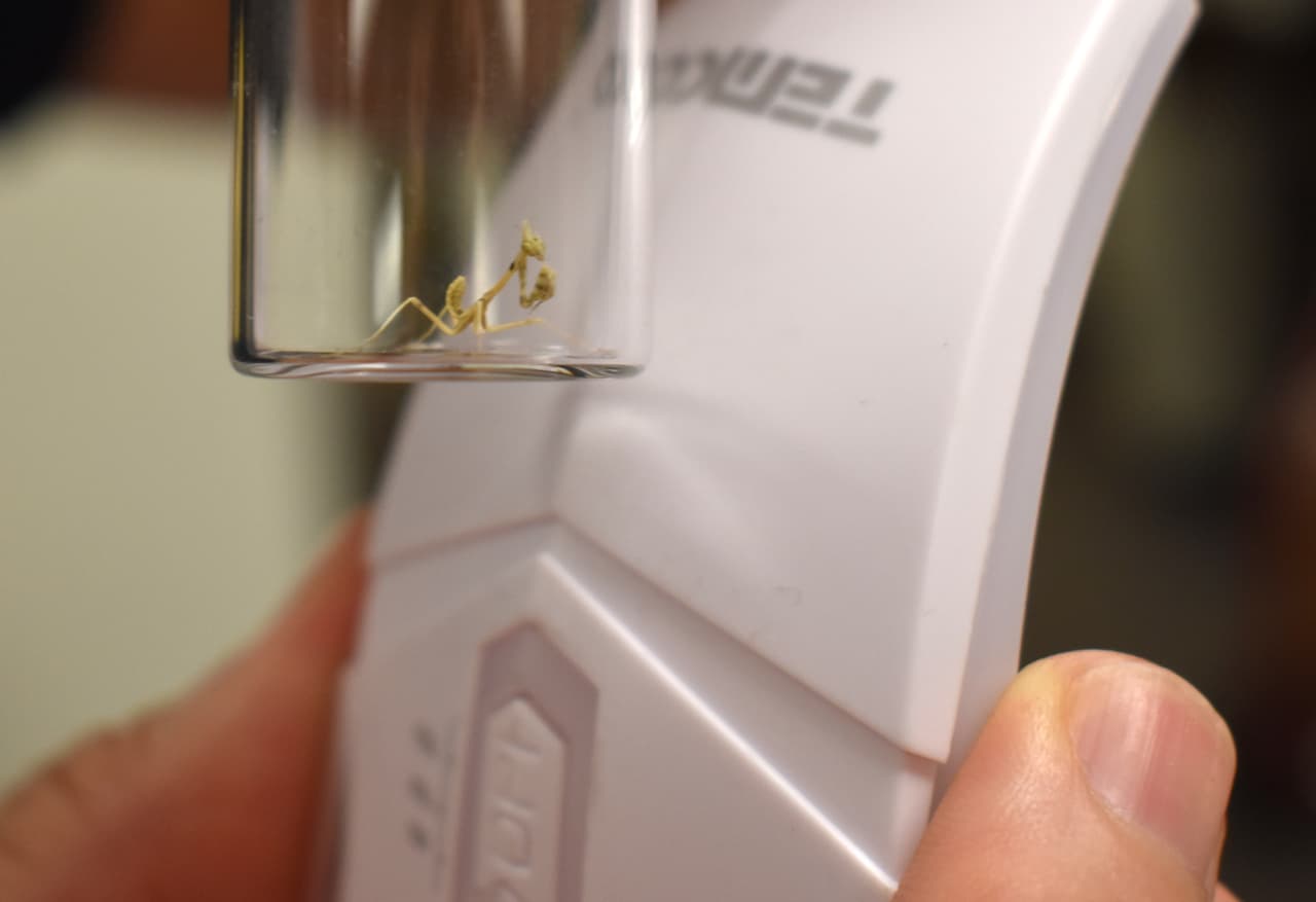 La Oficina de Aduanas y Protección Fronteriza descubrió masas de huevos de mantis vivos introducidos de contrabando dentro de un ratón para juegos de computadora en Filadelfia el 7 de agosto de 2020. Las masas de huevos eclosionaron y pueden colocarse en la Academia de Ciencias Naturales de Filadelfia.