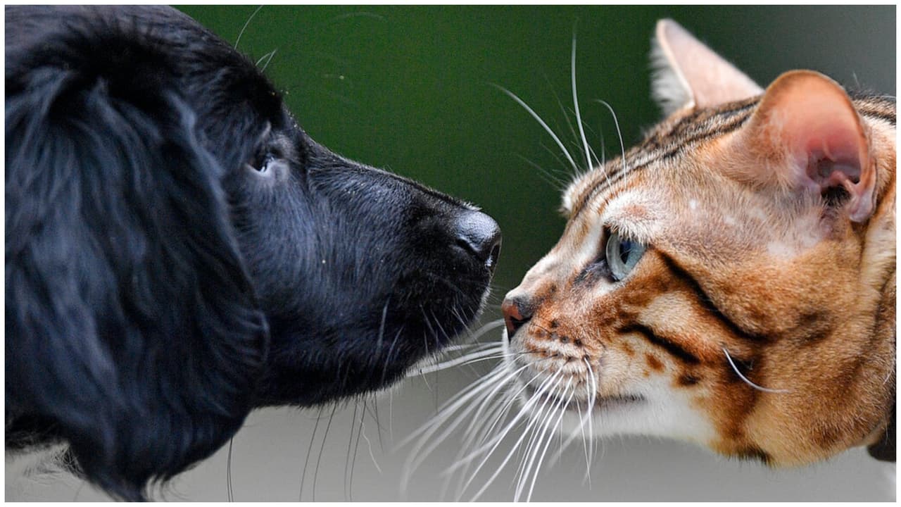 ¿Vives en un estado de perros o gatos? EEUU se divide en preferencia de mascotas, según encuesta