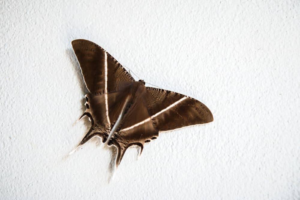 También está la creencia de si se posan sobre uno o las ves en tu casa, tendrás mala suerte, perderás tu cabello o recibirás una mala noticia, pero todo esto es producto de la cultura popular, son viejas supersticiones pasadas a través de generaciones.