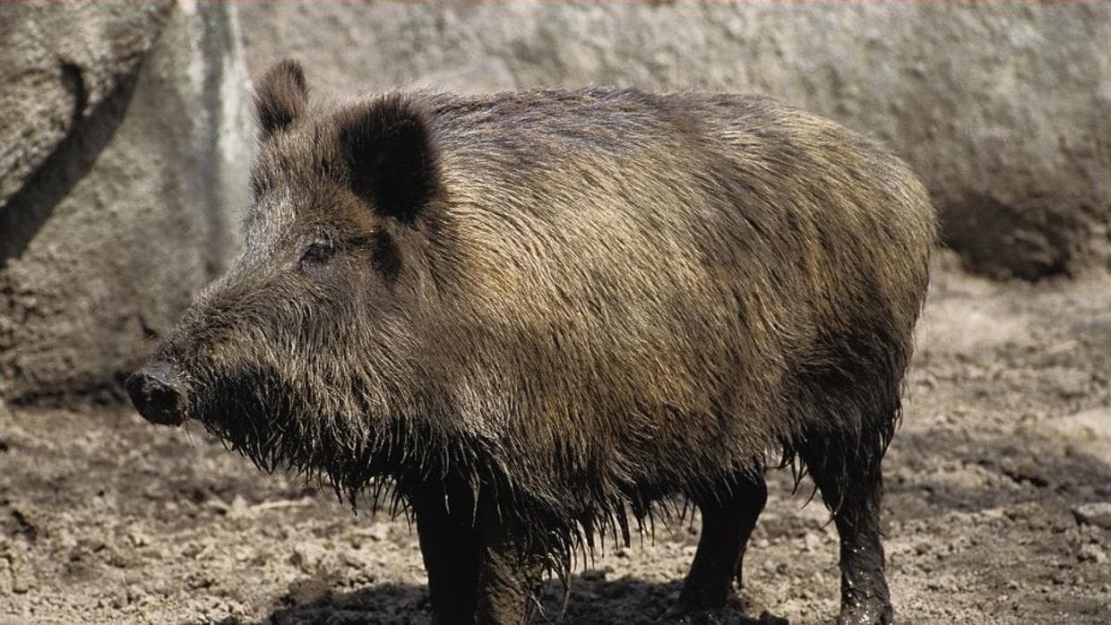 7 especies invasoras le causan pérdidas millonarias a Chile cada año