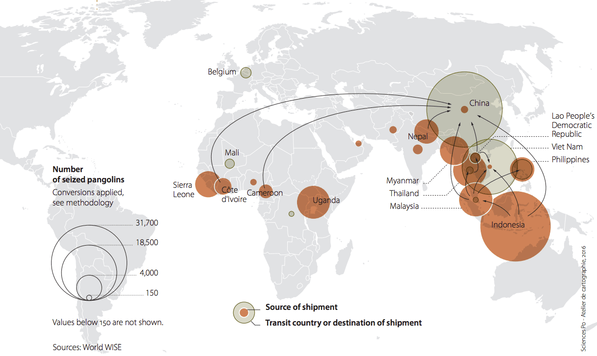 Un cazador de Nepal puede recibir entre 7 y 13 dólares por un kilo (2.2 libras) de pangolín, pero en zonas de frontera el precio sube ya por encima de los 500 dólares el kilo (2.2 libras). El mapa muestra los flujos de pangolines incautados entre 2007 y 2015 (en marrón, el origen de los envíos requisados).