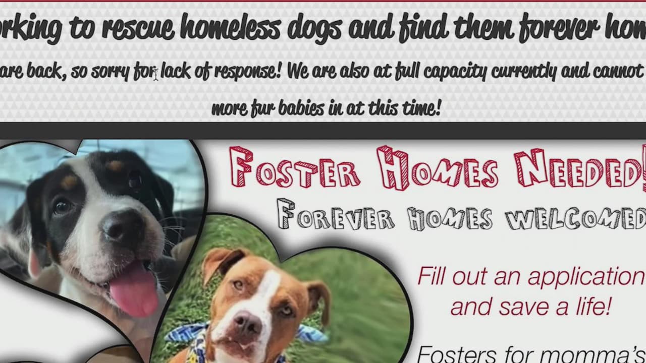 Organización busca hogares temporales para refugiar a mascotas durante el frío intenso