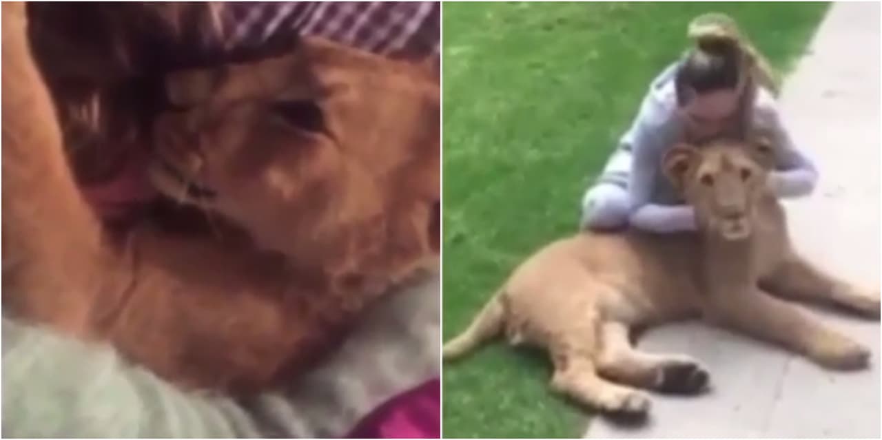 Belinda compartía su cama con Romeo, un felino mayor que cuando creció tuvo que ser llevado a un refugio.