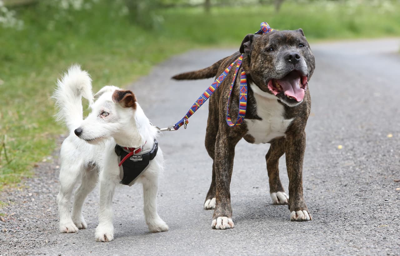 Aparentemente los animales se encuentran entre los nueve y los diez años.