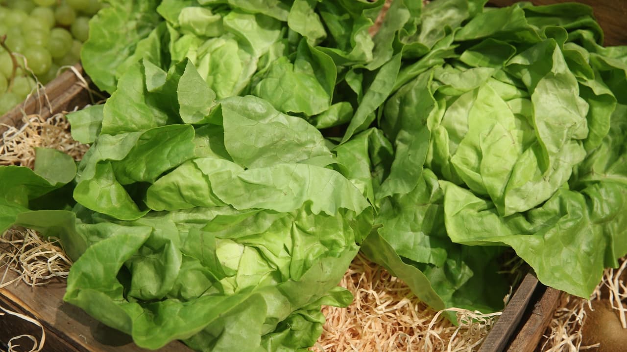 ¿Comiste lechuga romana recientemente? Estos son los síntomas que causa la E.coli