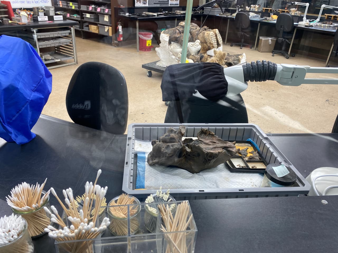 En medio de piezas reconstruidas, encuentras el laboratorio de Tar Pit, un centro de investigación en donde verás cómo los científicos trabajan meticulosamente cada pieza encontrada.