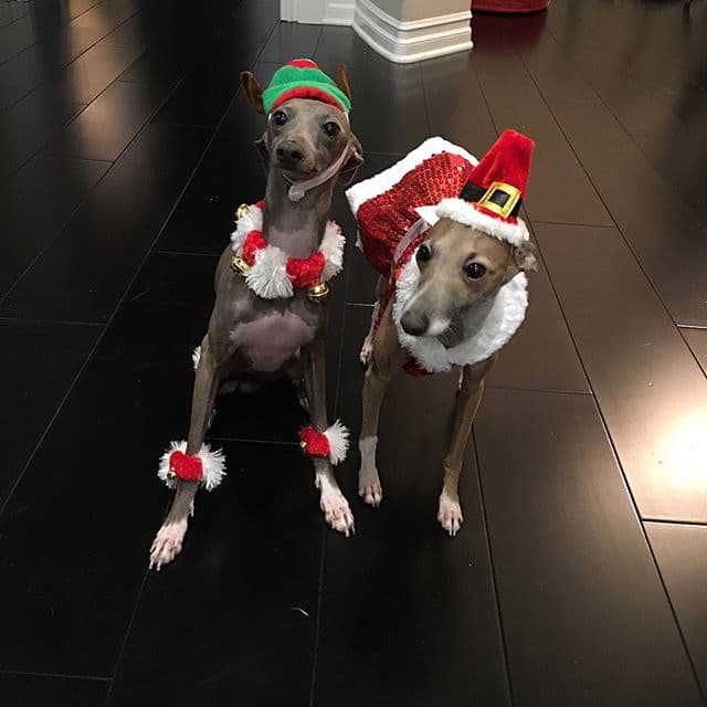 Y la menor de las Kardashian, ya hasta vistió a sus mascotas para estas fechas especiales. ¡Qué lindos!