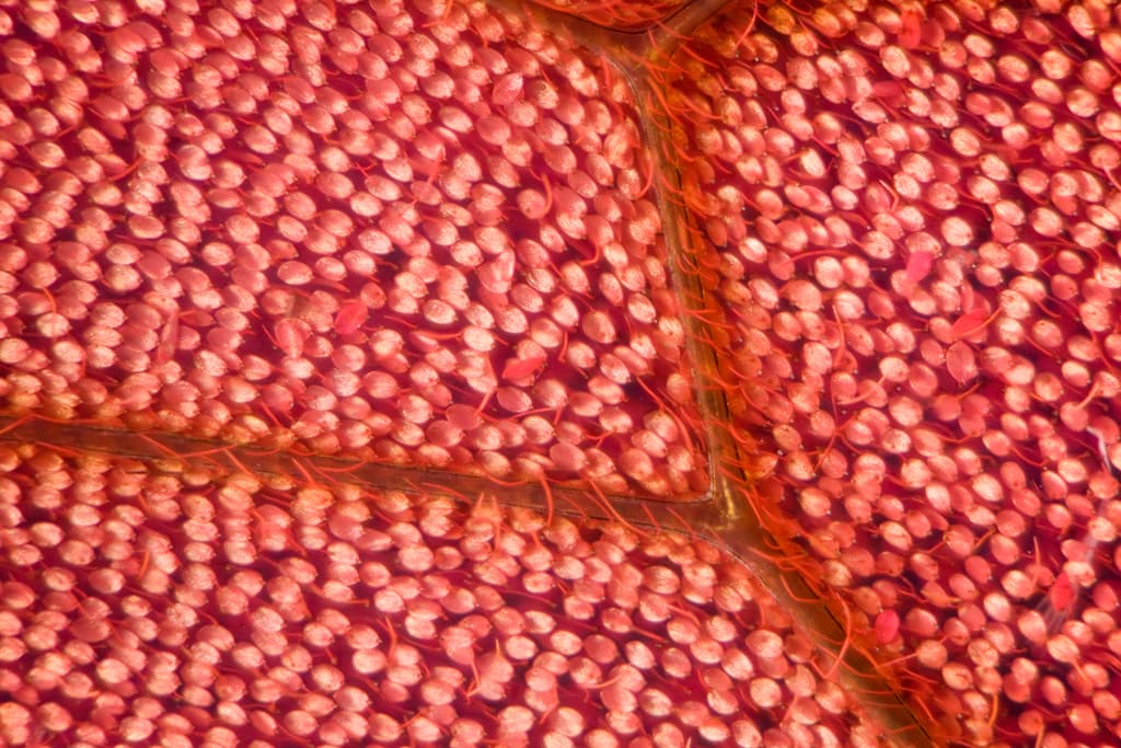 Vena del ala de 
<i>Citharias aurorina </i>