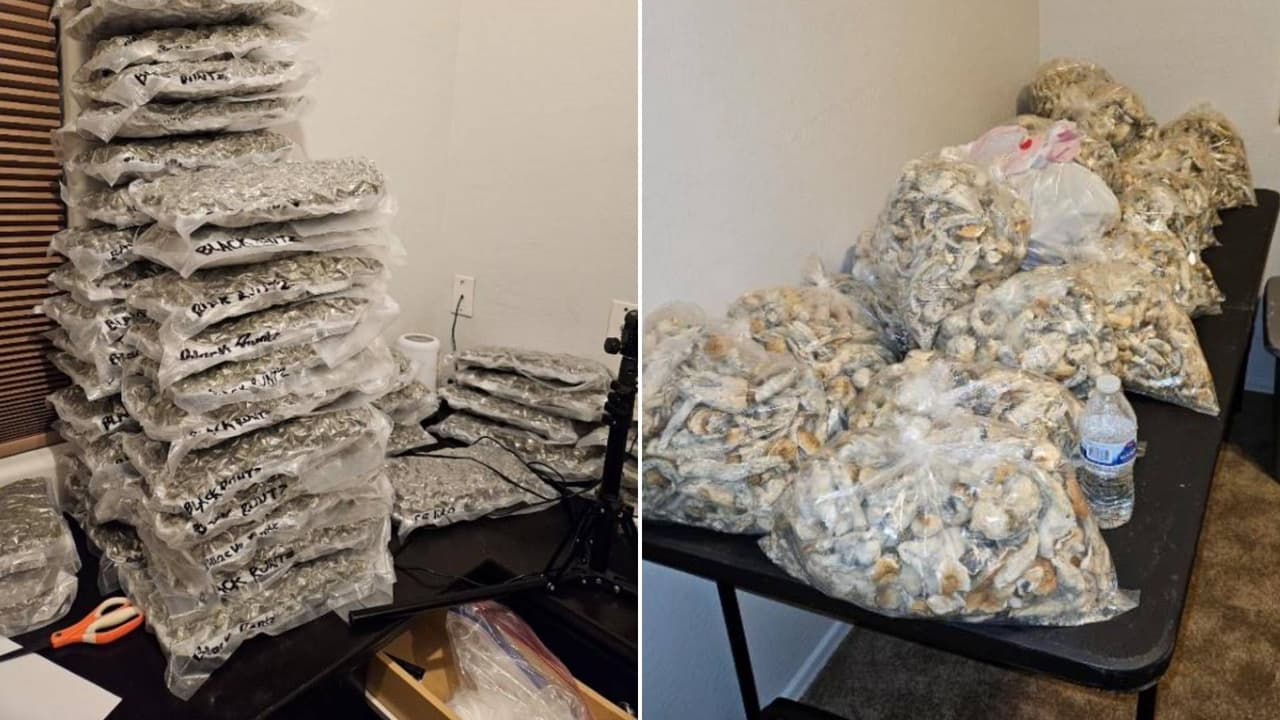 Decomisan cientos de libras de narcóticos, armas y dinero tras operativo en Phoenix