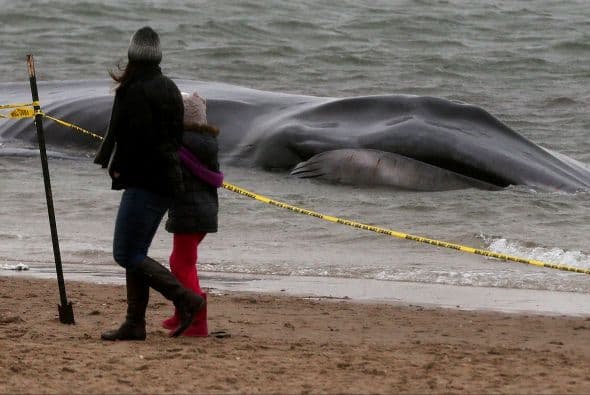 Personas de la localidad se acercan con curiosidad a ver al animal varado. De su lado, Mendy Garron, coordinadora regional para estas cuestiones de la Administración Nacional Oceánica y Atmosférica estadounidense (NOAA, según sus siglas en inglés), explicó a la AFP que “cada año hay un par de grandes ballenas que varan en Nueva York, a veces vivas”.