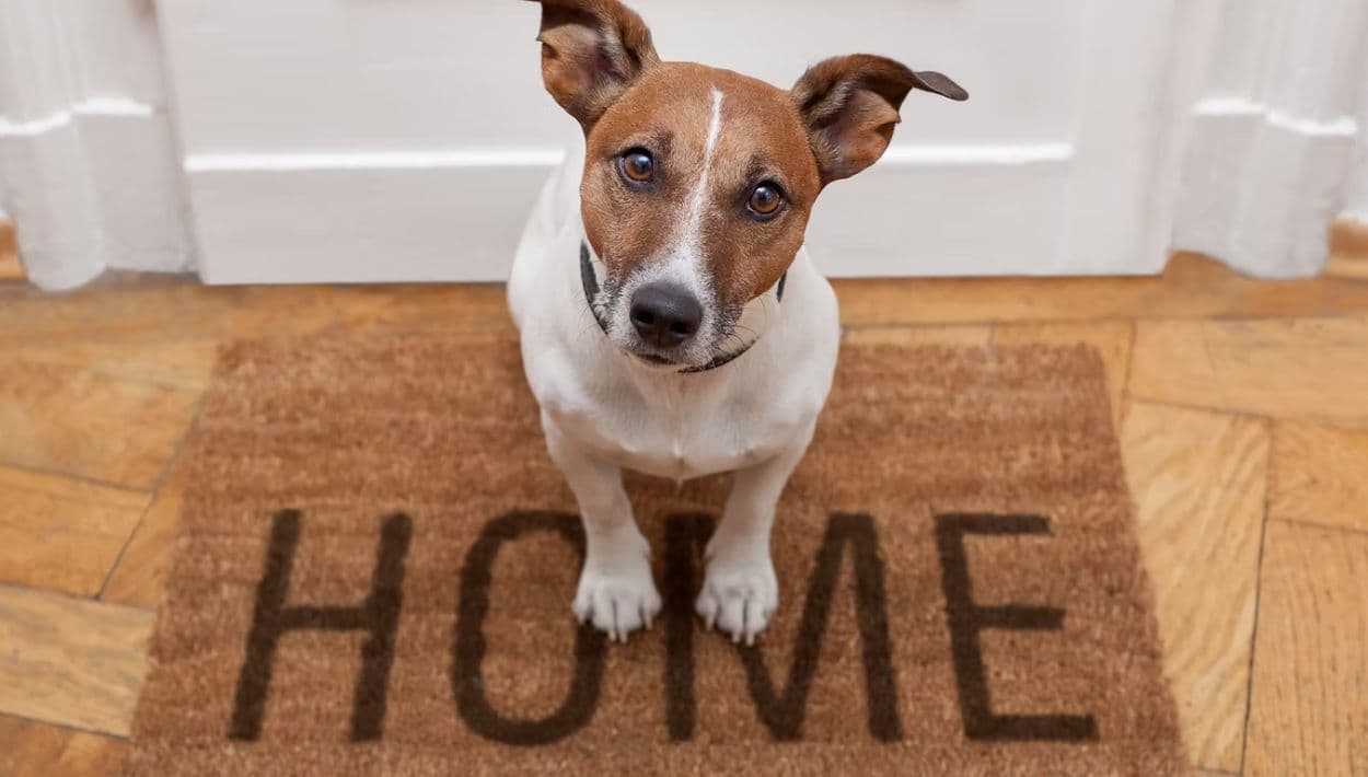 Los perros no solo salvan vidas: nos enseñan coraje, lealtad y amor incondicional.