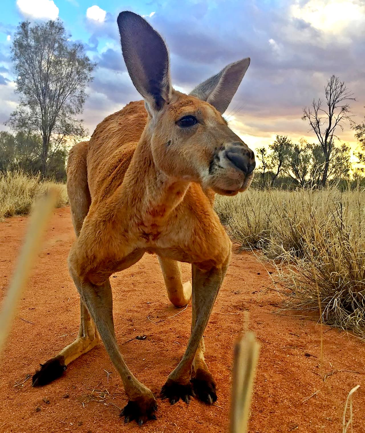 Barns explicó que Roger murió a la sombra de su arbusto favorito, donde le gustaba resguardarse del intenso calor del centro de Australia, según reporte de la agencia Efe.
