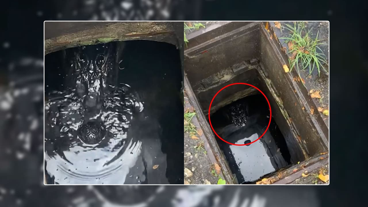 <b>En video: </b>Familia de Florida encuentra a caimán de 7 pies de largo al recoger una pelota en alcantarilla