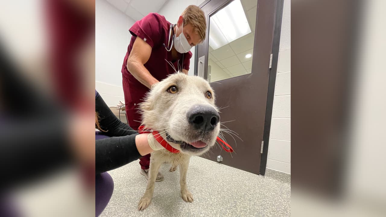 La Sociedad Protectora de Animales de Houston (SPCA) lograron rescatar a un perro que quedó atrapado en el lodo.