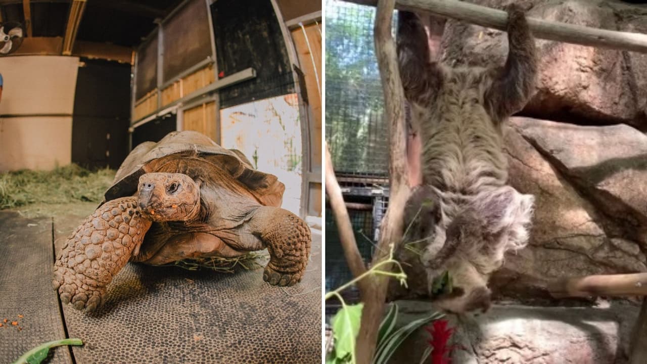 Una perezosa y una tortuga de Galápagos: conoce a los nuevos habitantes del Zoológico de Sacramento