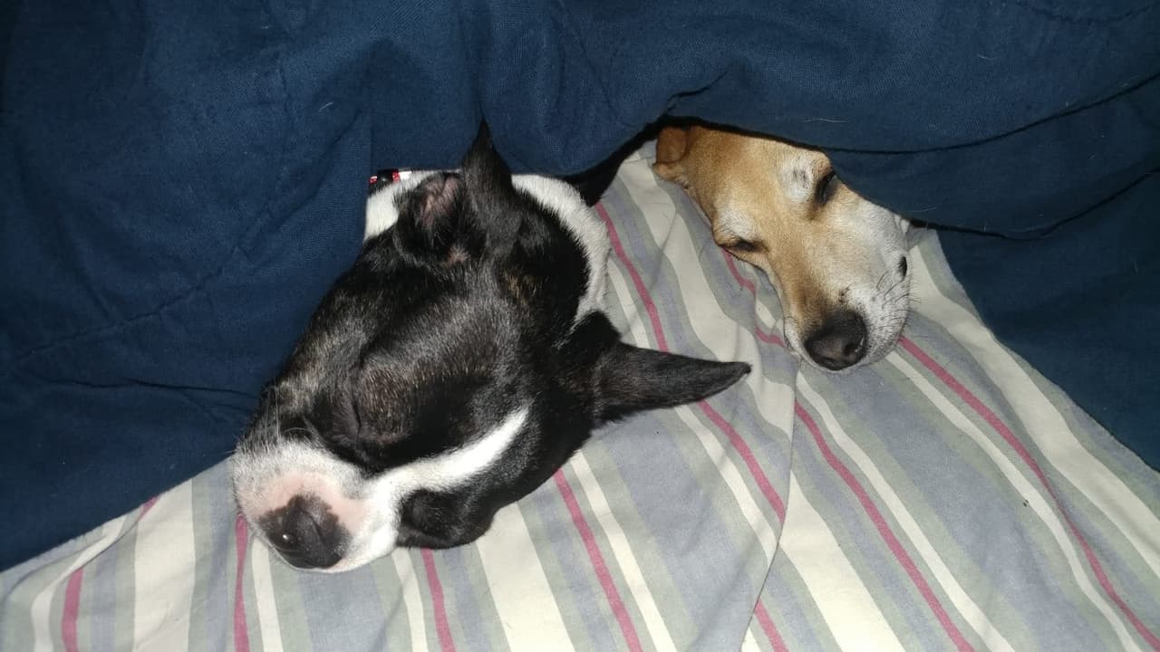 Rebeca nos comparte la foto de las consentidas del hogar, Rosie una Boston Terrier y Lola una beagle.