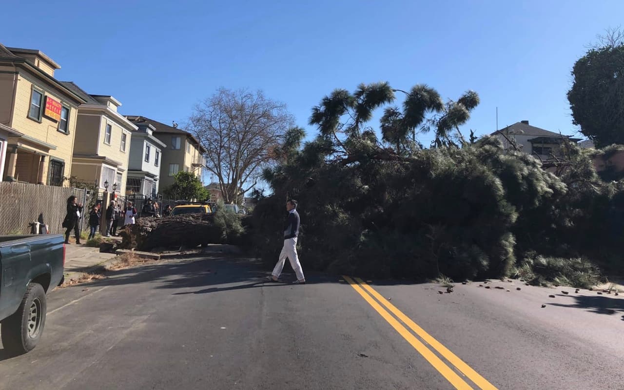 Árboles caídos y cortes de energía: emiten alerta por vientos de hasta 50 mph en el Área de la Bahía