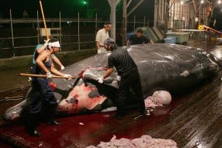 La Corte Internacional de Justicia de La Haya pidió a Japón detener su caza de ballenas en la Antártida.