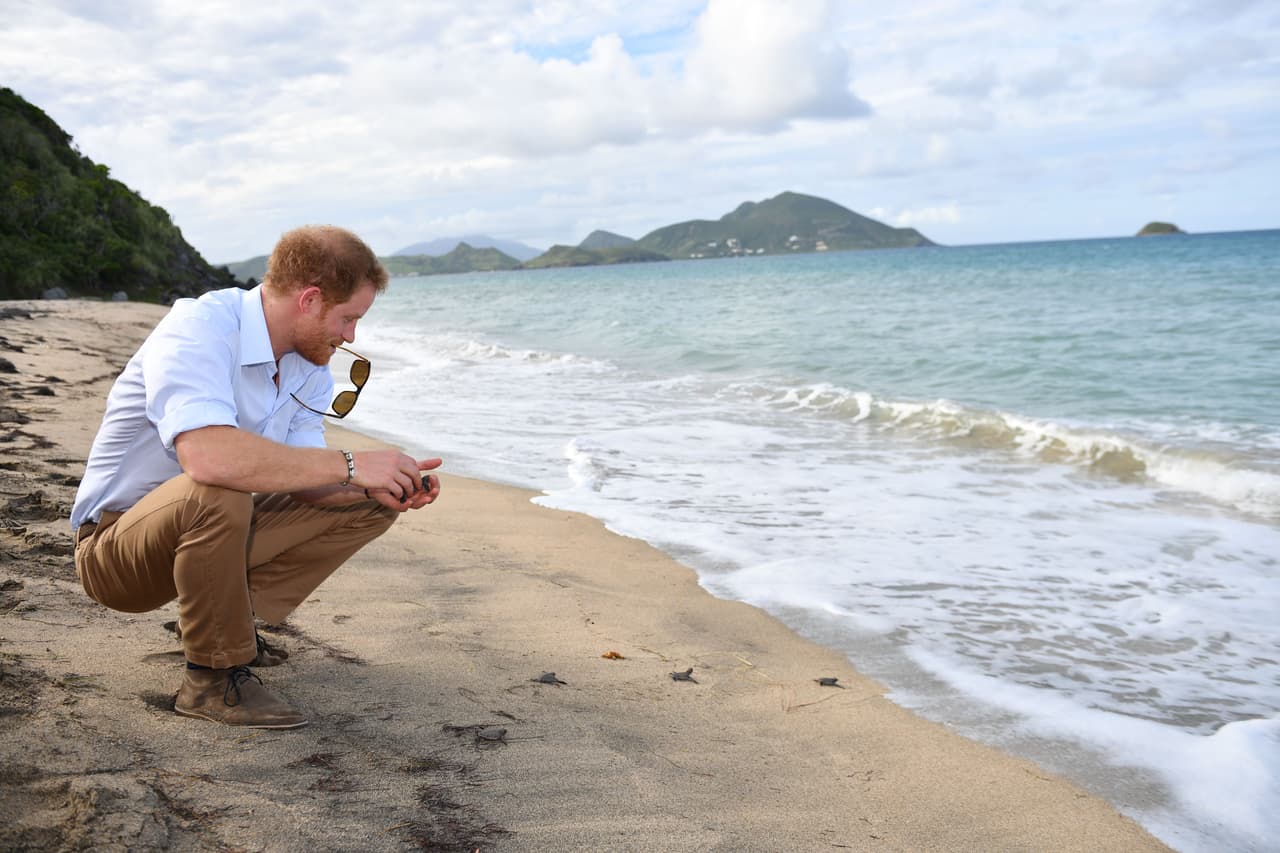 Y Harry se aseguró de verlas llegar hasta el mar.