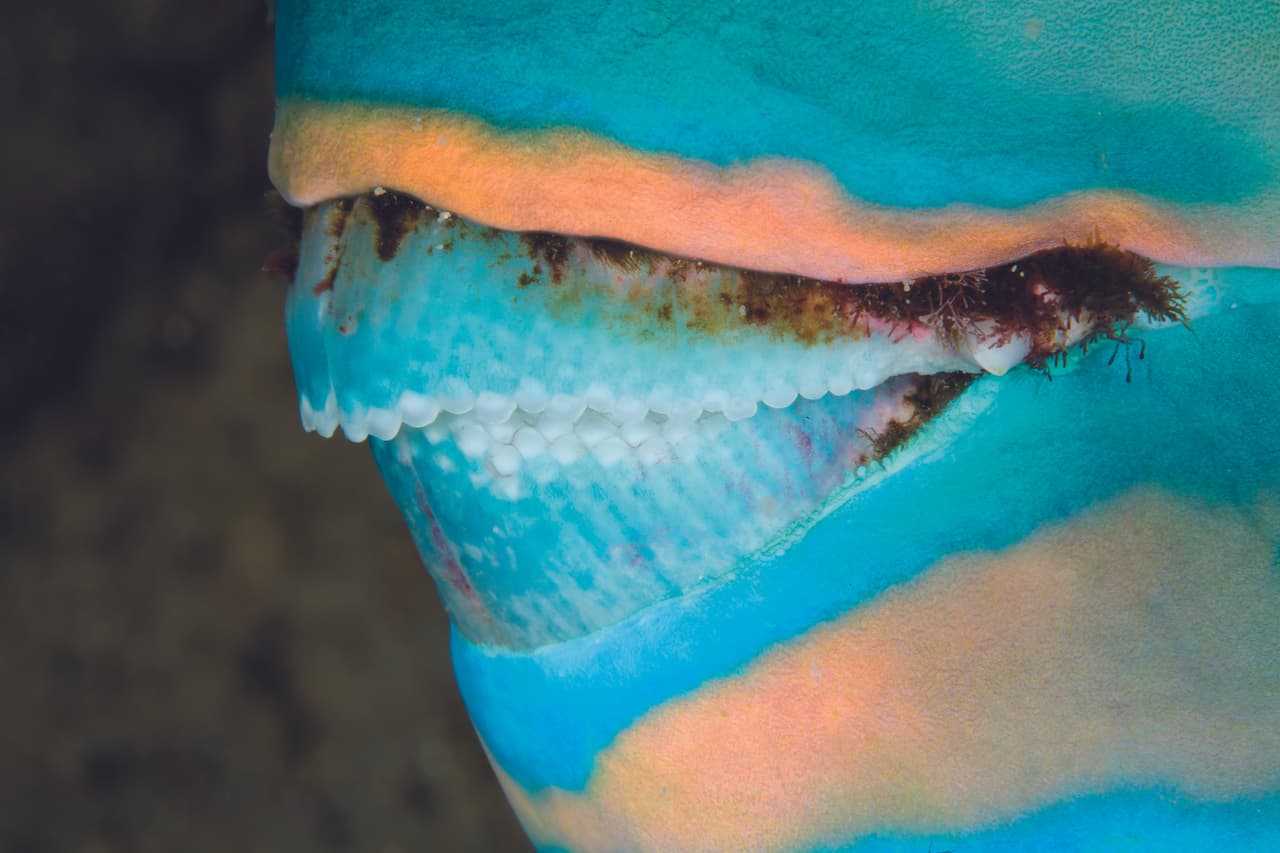 Especies muy poco o nada conocidas se aprecian con frecuencia en este sitio. Los investigadores de este país aseguran que para Costa Rica, la Isla del Coco es como una cuenta de ahorros. Un capital que no se toca desde hace 30 años y que ofrece hoy beneficios naturales y económicos.