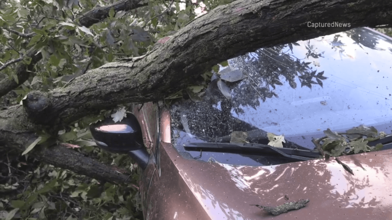 Panorama de daños por árboles caídos en Elgin, IL.