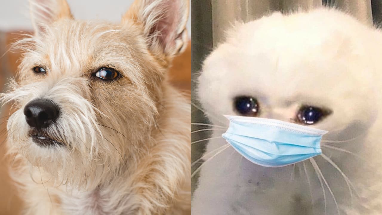 El día que se acabó el mundo.