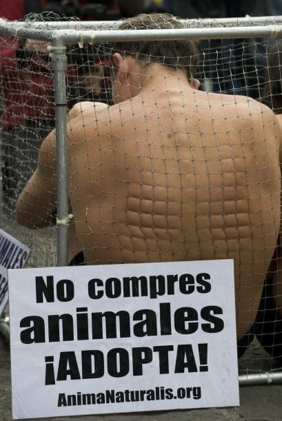 La organización AnimaNaturalis es la líder en estos actos. Esta asociación es protectora de animales a nivel internacional. Sus protestas se caracterizan por sus ideas tan peculiares.