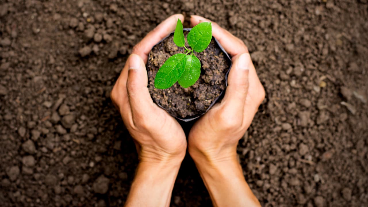 La diferencia con los signos de aire es que ellos deben enterrar las cenizas en la tierra, sembrando con ellas una plantita para que crezca y con ella, su renovada energía.