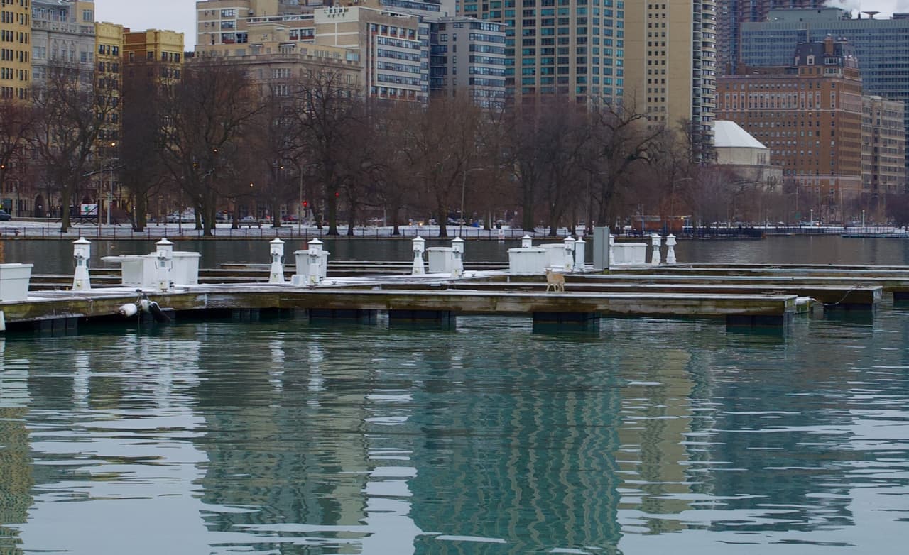 Un usuario de Twitter reportó esta mañana que el animal fue visto en la plataforma del muelle de la calle Belmont y que cuatro unidades de la policía llegaron al sitio a investigar.