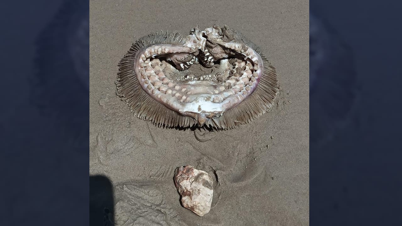 "Restos de alienígenas": Encuentran un extraño pez en la Costa de Texas; ¿sabes cuál es?