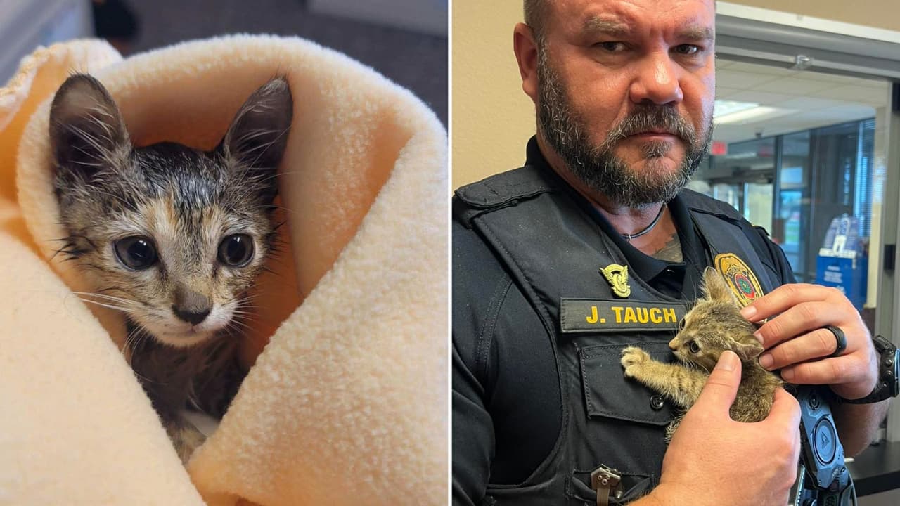 La gatita Stormy vivía en la calle y ahora es agente Kat-9 de la policía de Burleson