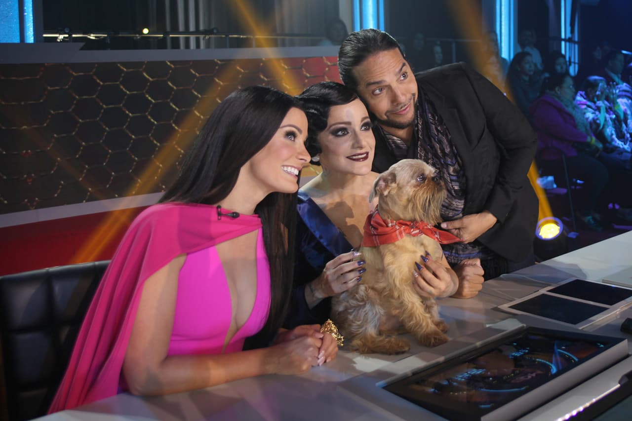 1. 
<a href="https://www.univision.com/shows/mira-quien-baila/acompanado-de-chuvi-rommel-pacheco-se-entrega-al-pasito-perron-video" target="_blank">Los jueces vueltos locos con Chuvi Pacheco</a>. La mascota de Rommel Pacheco también participó en la semifinal de MQB, formando parte de su baile. Dayanara, Lola y Joaquín aprovecharon para tomarse la foto del recuerdo con el perrito.
