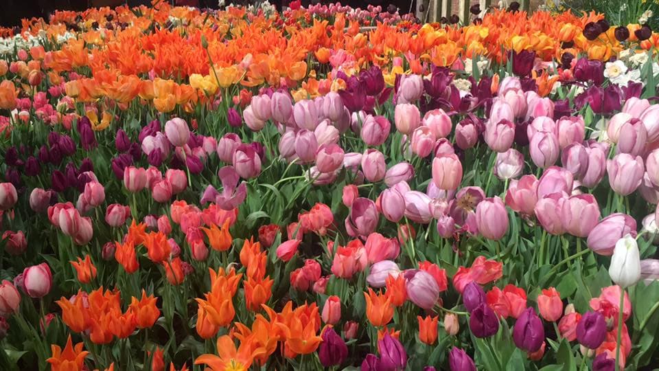 El tulipán es una flor de seis pétalos que se caracteriza por su gran tamaño y su aspecto globoso, como una campana. Es una flor muy utilizada como planta de jardín, gracias a su belleza y a la diversidad de colores en que se puede presentar: rojo, rosa, amarillo, blanco, azul, morado, fucsia, etc.
<br>
<br>Se asocia esta flor, especialmente la roja, al amor perfecto y la pasión; mientras que la morada significa lealtad; la amarilla, alegría y amistad, y la blanca, paz y perdón. En Holanda, esta flor es considerada un símbolo nacional.
<br>