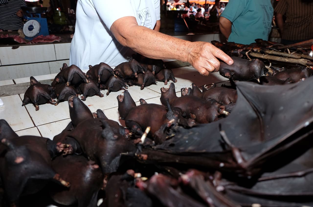 Los científicos creen que el coronavirus paso del 
<b>murciélago</b> al humano en los mercados de animales exóticos en Wuhan, China.