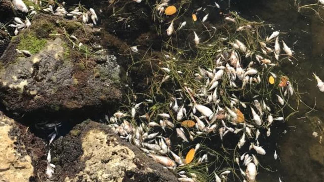 También la comisionada Levine Cava dijo que el alcalde Carlos Giménez se “sigue haciendo la vista gorda en esta crisis”. 
<br>