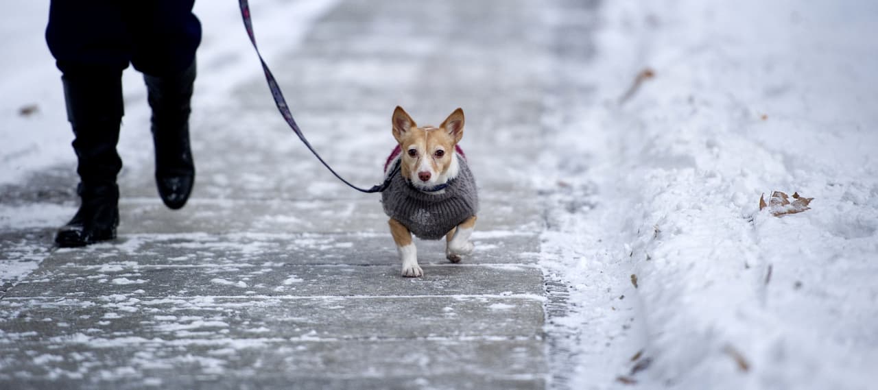 <ul>
<li style="margin: 0px; padding: 0px; border: 0px; font-size: 14px; font-weight: inherit; font-style: inherit; font-family: Antenna, Arial, "Helvetica Neue", Helvetica, sans-serif; vertical-align: baseline; line-height: 1.5;"><b>No cambies su alimentación. </b>Los humanos solemos consumir alimentos más calóricos o muy calientes. En el caso de tu perro esto no es necesario, a menos que el veterinario indique lo contrario. Siempre será recomendable mantener su alimentación lo más habitual posible, así seguirá recibiendo sus nutrientes y proteínas para defenderlo antes los cambios climáticos a los que nos presentemos.</li>
</ul>