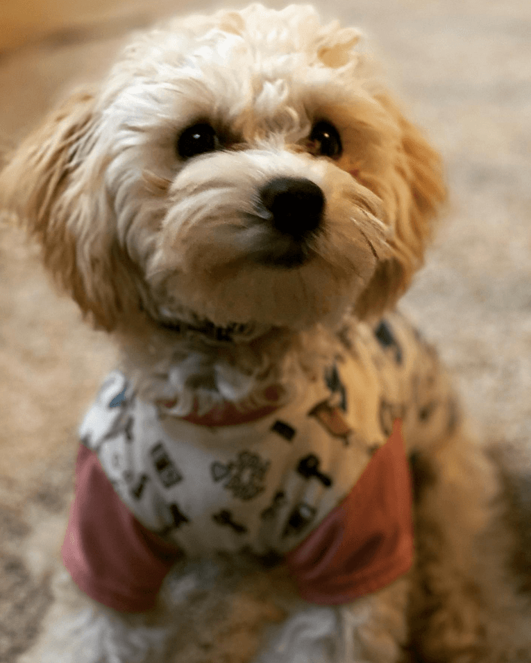 Está el perrito de nuestra meteoróloga Nelly Carreño que se llama Buddy y se ha convertido en su compañero inseparable. 
<br>