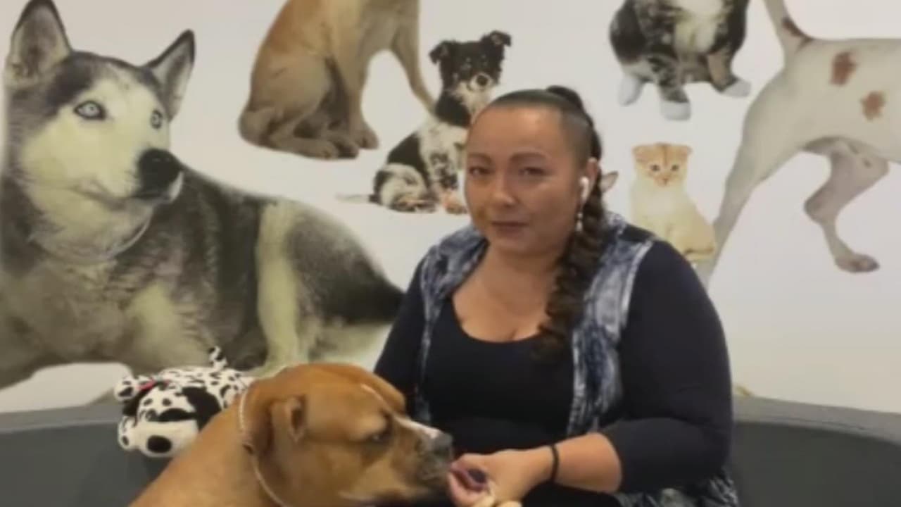 Errores más comunes a la hora de adoptar una mascota