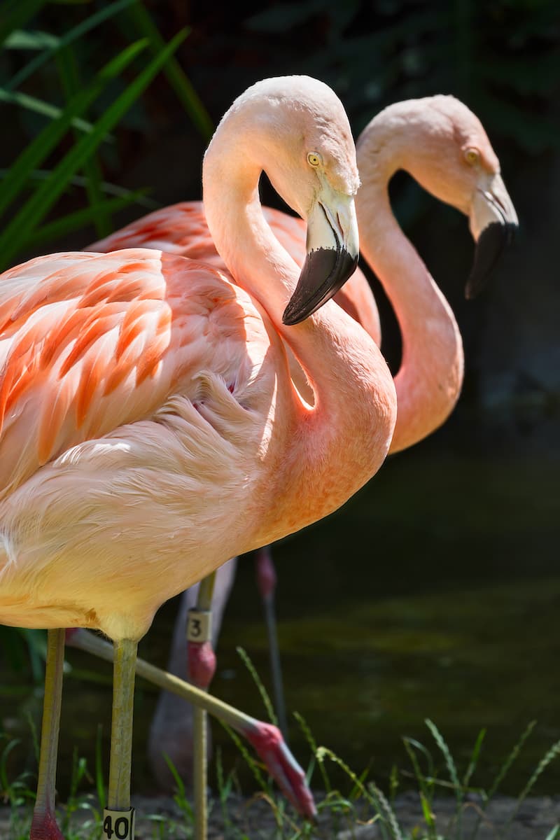 De hecho, un flamenco rosado es el más deseable como compañero, ya que los blancos o pálidos suelen estar enfermos o han sufrido falta de comida.
