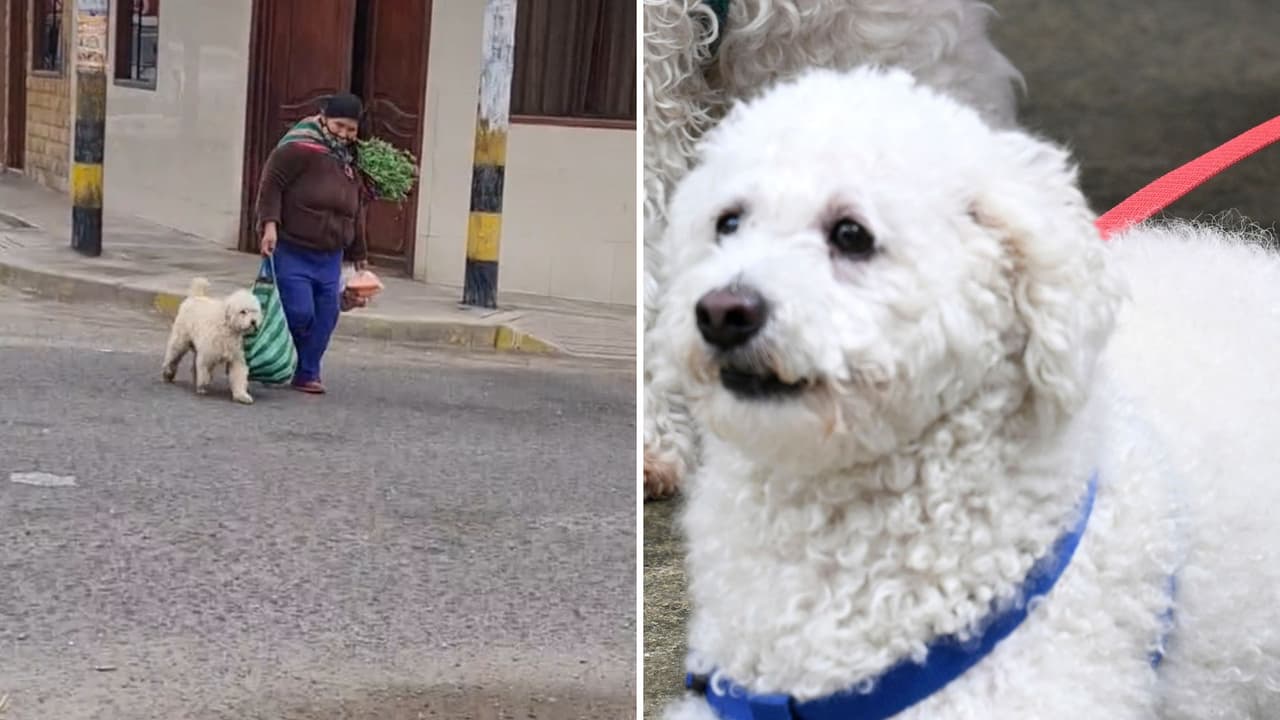 Perrito ayuda a cargar bolsa de las compras a su dueña y queda grabado en video 