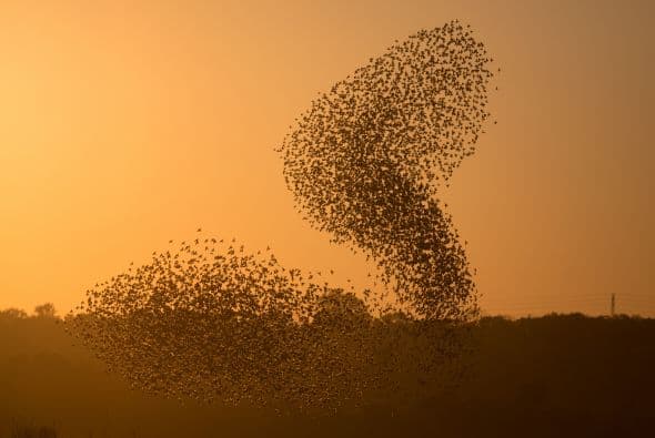 En esta toma, parece que las aves quisieron formar un imponente remolino.